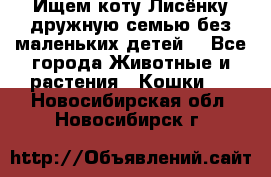 Ищем коту Лисёнку дружную семью без маленьких детей  - Все города Животные и растения » Кошки   . Новосибирская обл.,Новосибирск г.